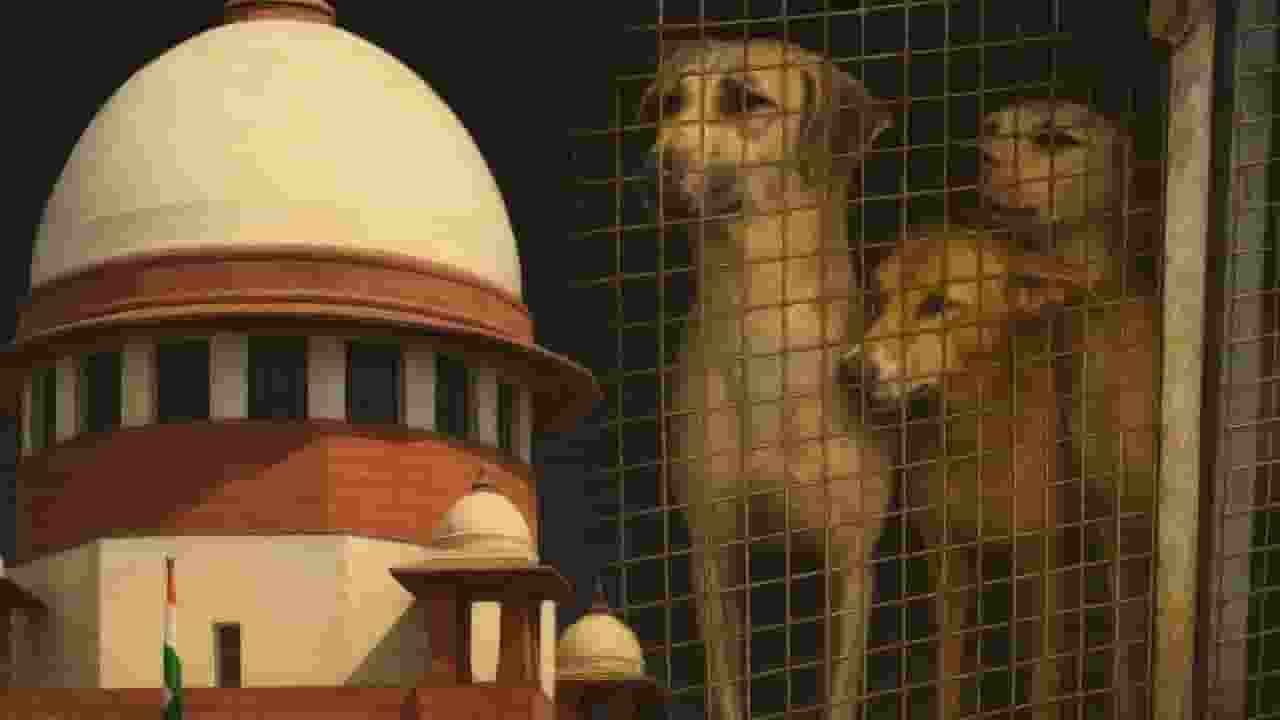 दिल्ली-NCR के आवारा कुत्तों का क्या होगा? SC आज सुनाएगा फैसला stray dogs