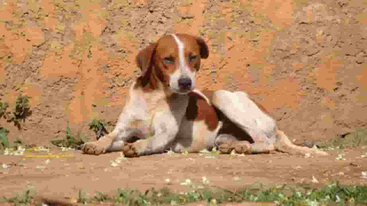 आवारा कुत्ते को देखकर दौड़े नहीं, इनसे बचने के लिए अपनाएं ये तरीके stray dog