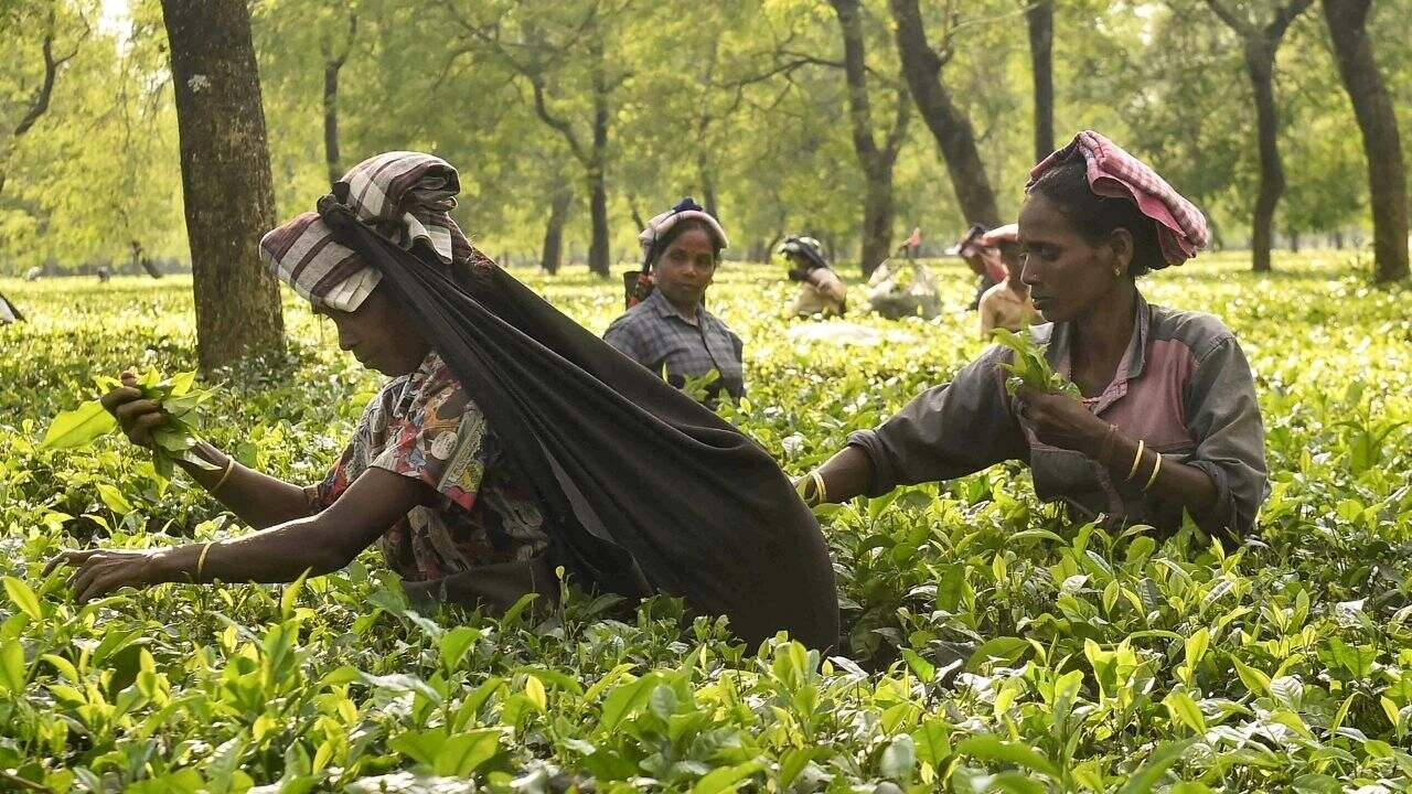 बागानों से आपकी प्याली तक, चाय के एक्सपोर्ट-इम्पोर्ट की पूरी कहानी Tea Garden