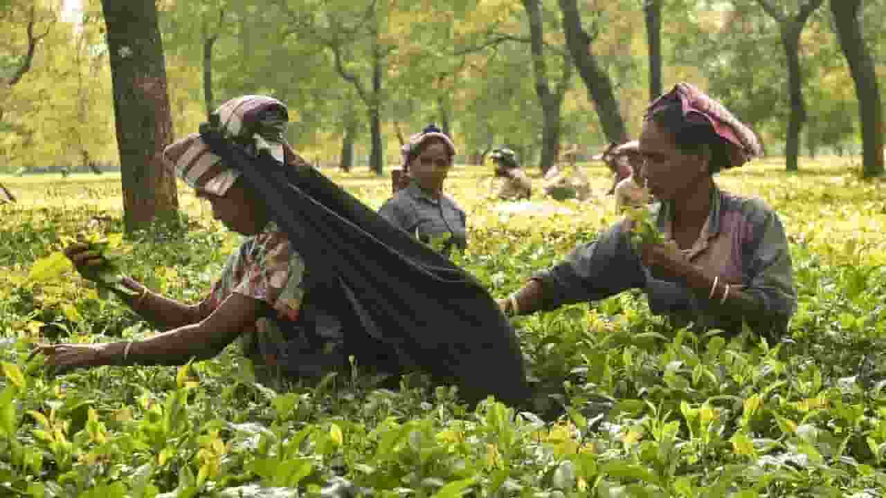 बागानों से आपकी प्याली तक, चाय के एक्सपोर्ट-इम्पोर्ट की पूरी कहानी Tea Garden
